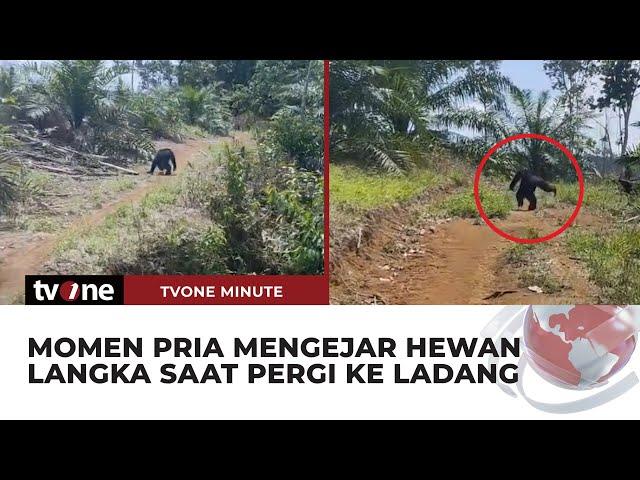 Hendak Pergi ke Ladang, Seorang Pria Justru Bertemu dengan Hewan Langka | tvOne Minute