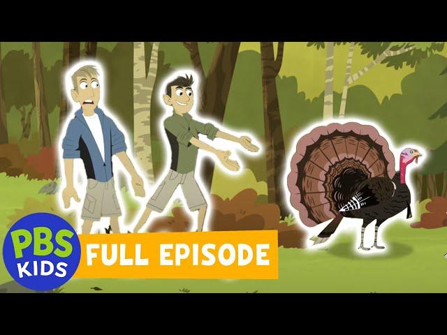 Wild Kratts FULL EPISODE |  Happy Turkey Day!  | PBS KIDS