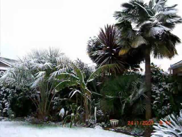 Trachycarpus fortunei Palm 'Trunky Trachy' 39 year Life Story