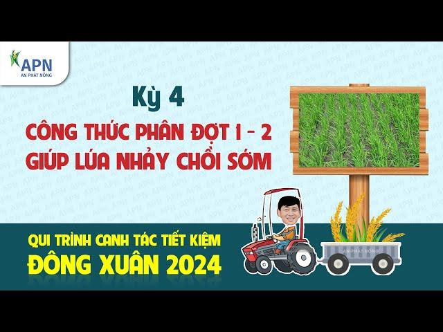 APN - CÔNG THỨC PHÂN ĐỢT 1, ĐỢT 2 - GIÚP LÚA NHẢY CHỒI SỚM | ĐÔNG XUÂN 2024 KỲ 4