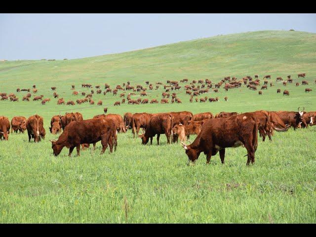 ООО Чистый продукт - Самарская область, Шигонский район