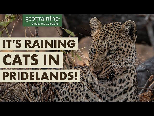 Insane wildlife sightings in Pridelands: Lions, leopards and cheetahs | EcoTraining