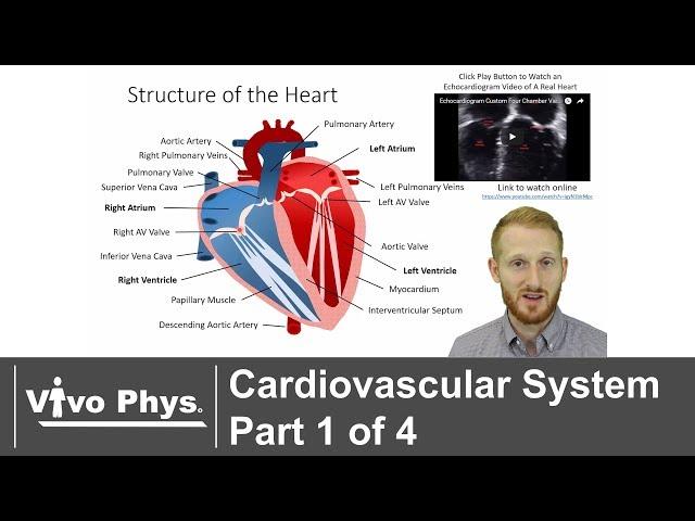 Cardiovascular System Part 1 of 4 - Anatomy