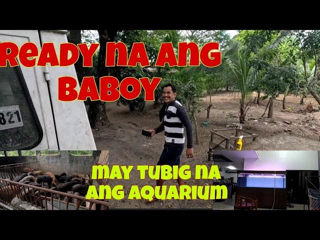 Another batch nanaman ng baboy, galing candelaria Zambales | Nilagyan ko na ng tubig ang aquarium