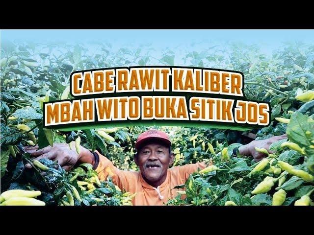 cabe rawit kaliber Mbah Wito buka sitik joss