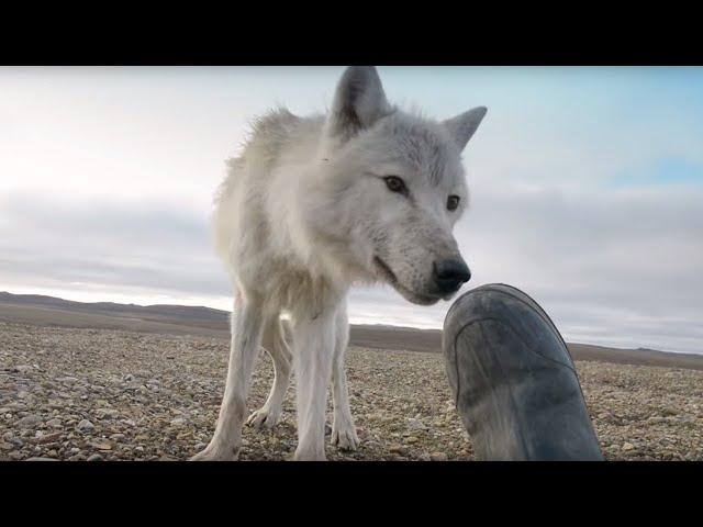 Dangerously Close to Wolves | Snow Wolf Family and Me | BBC Earth