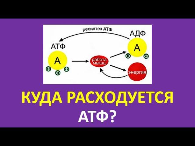 18. Куда расходуется АТФ?