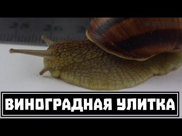 Виноградная улитка (улитки рода Helix) как домашний питомец // Clever Cricket