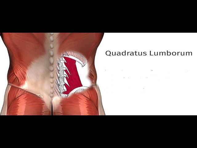 Two Minutes of Anatomy: Quadratus Lumborum (QL)