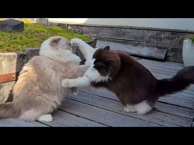 Most Fluffy Cat Fight Ever!