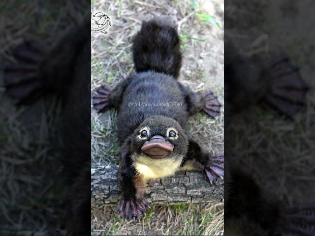 Cutest platypus ever
