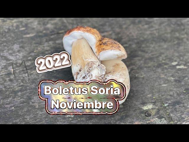 Boletus Soria Noviembre/2022