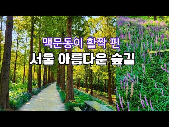 맥문동이 활짝 핀 걷기 좋은 숲길ㅣ하늘공원 메타세콰이어ㅣMetasequoia Forest Path, Haneul Park in Seoulㅣ2024.8.18 촬영