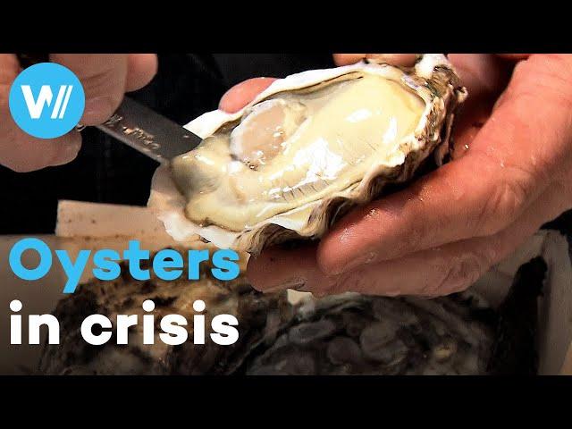 Are we the last generation to taste natural oysters?