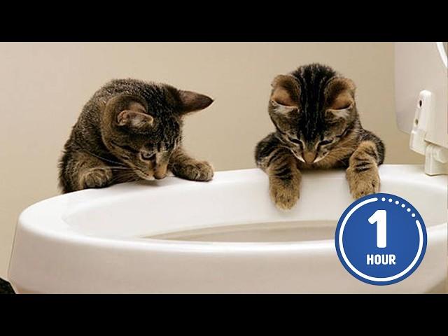 These CATS are too FUNNY!  | New Cat Videos 2025