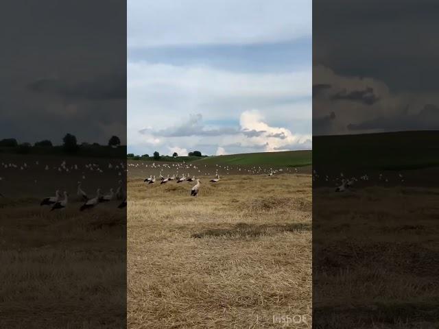 Там де любов і лелеки. Дім.  Україна