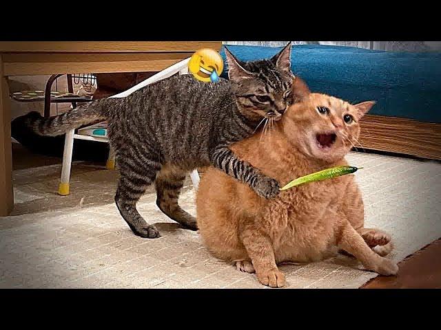 Is This the Funniest Pet Video of 2024 #funnyvideo #cute #catvideos