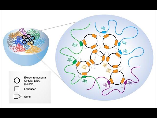 Extrachromosomal DNA: The New Frontier in Cancer Research