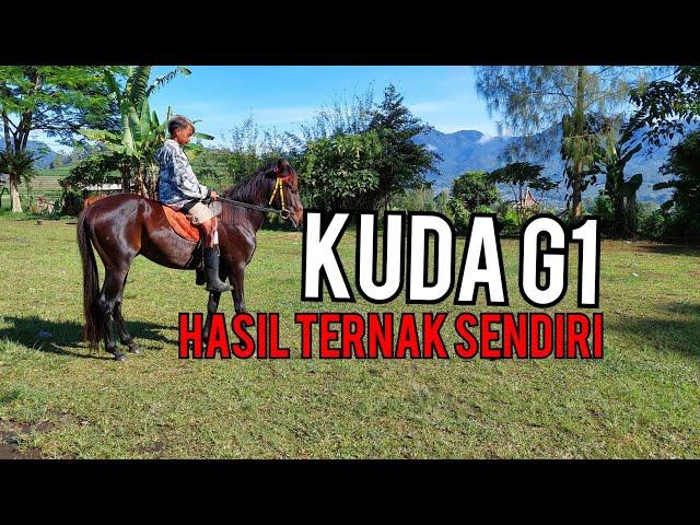 KUDA G1 hasil dari merawat kuda sandel