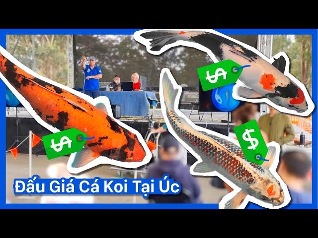 Đấu Giá Cá Koi tại Úc - Mua Cá Koi tại Chợ Trời Fairfield | Cuộc Sống Úc