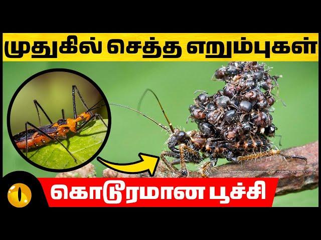 கொடூரமாக கொல்லும் நாவாய்ப்பூச்சி | Interesting Facts about Assassin Bugs | Animaltube Tamil