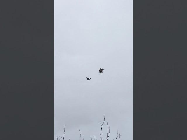 Тренировки голубей СВ