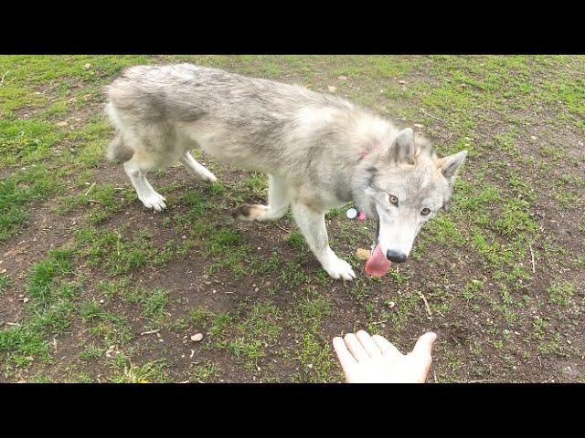 High Content Wolf Dog Meets Belgian Malinois At Dog Park