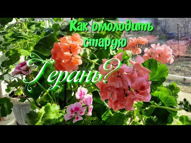 Осенняя обрезка герани.Как омолодить старую герань.