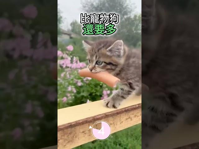 五個 你不知道的動物冷知識2023#科普 #知識 #可愛動物 #tiktok