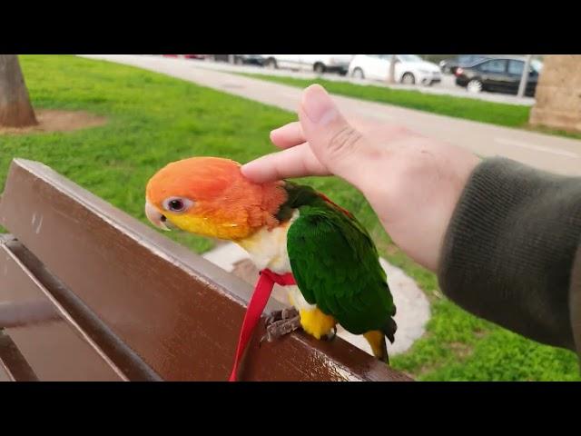 Take my caique parrot  out for a walk