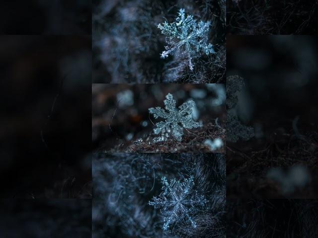 Frozen in Time: The Montana Snowflake that Made History #facts #short #snowflake