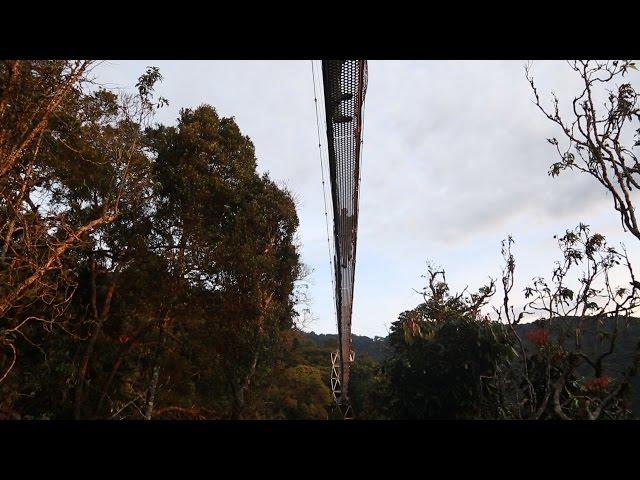 Experiencing the Canopy and Waterfall in Nyungwe National Park (59 Secs)