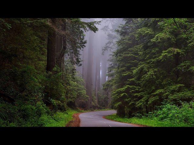 Forest 4K & HD Stock Videos | Free stock footage - No Copyright | All Video Free