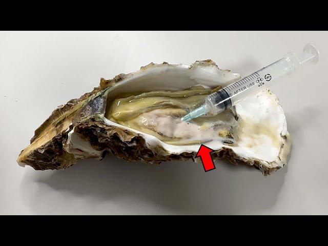 Strange Organ Inside a Oyster! - Oyster Dissection