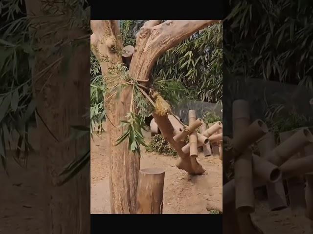 Hui bao and Ruibao are fighting again …#panda #huibao #pandas #pandastyle #pandalovers#huibao