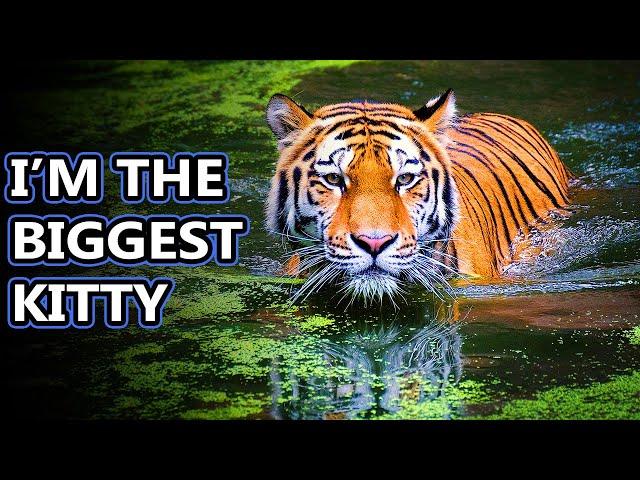 Tiger facts: the true king of the jungle | Animal Fact Files