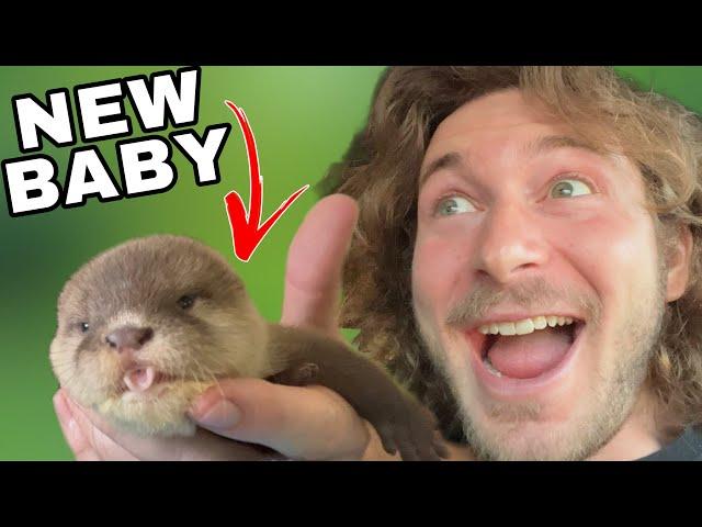 NEW Baby OTTER joins the FAMILY!