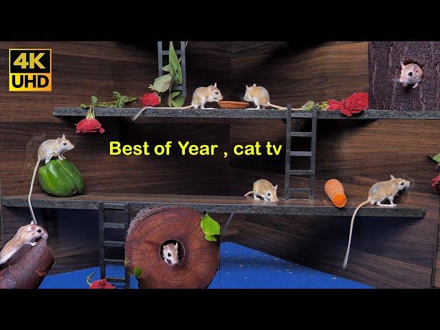 Ultimate Cat TV: Year’s Top Mouse Adventures for cats to watch | Non-Stop Fun in 4K 60fps