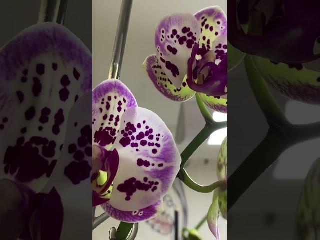 Эйфория