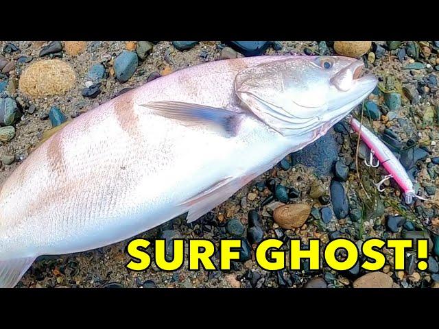 White Sea Bass while Surf Fishing [Catch MORE Fish]!