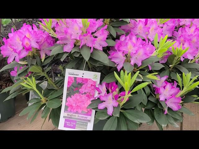 Rhododendron 'English Roseum' // LARGE, ELEGANT, Tough and Easy to Grow Evergreen