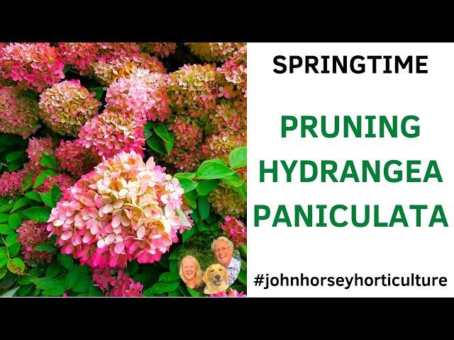 HOW TO PRUNE HYDRANGEA PANICULATA - SPRINGTIME PRUNING