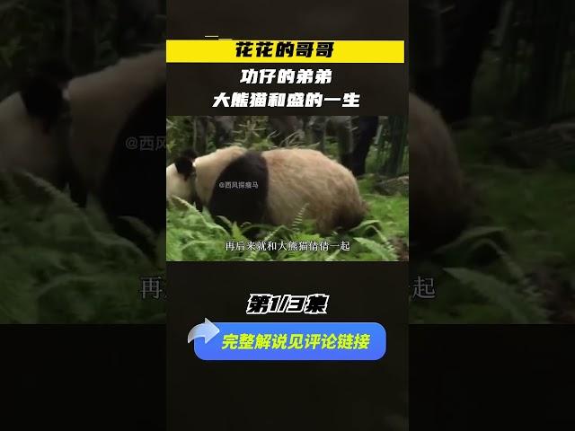 （1/3）花花的哥哥，功仔的弟弟，大熊猫和盛的一生 #生物 #panda #自然