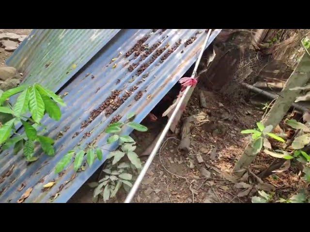 Vlog Kiểm Trịnh về quê cùng những người bạn