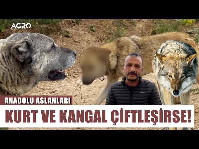 Türkiye'nin En Kurtçu Köpeği Gerçek Bozkurtla Eşleşti! KurtGal Börü - Anadolu Aslanları Barış Çiçek