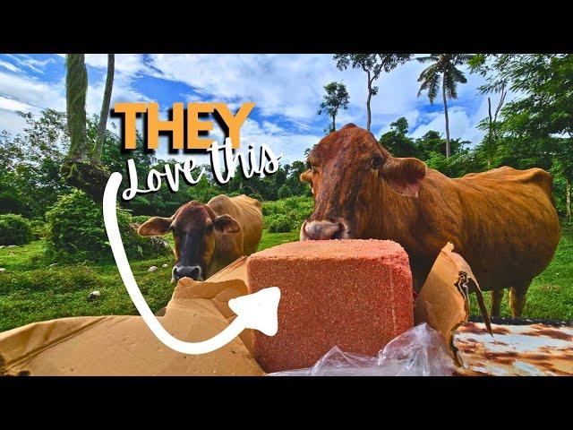 Cows Have Been Waiting For This  | FARMING IN SAMOA | SAMOANFARMER‍