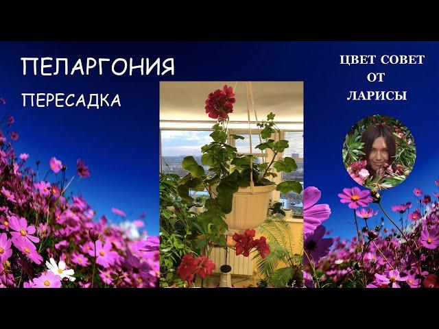 ПЕЛАРГОНИЯ ИЛИ ГЕРАНЬ ПЕРЕСАДКА И УХОД В ДОМАШНИХ УСЛОВИЯХ