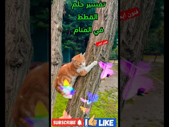تفسير حلم رؤية القطط في المنام لابن سيرين ,القطط في الحلم,القطة في المنام, تفسير الاحلام لابن سيرين