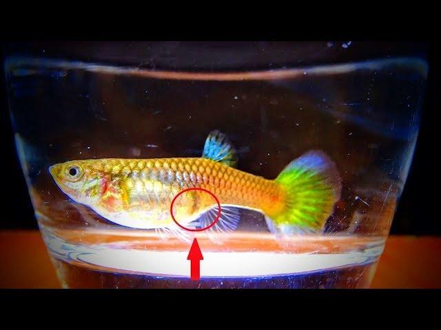 How to BREED guppy FISH also known as the MILLION FISH