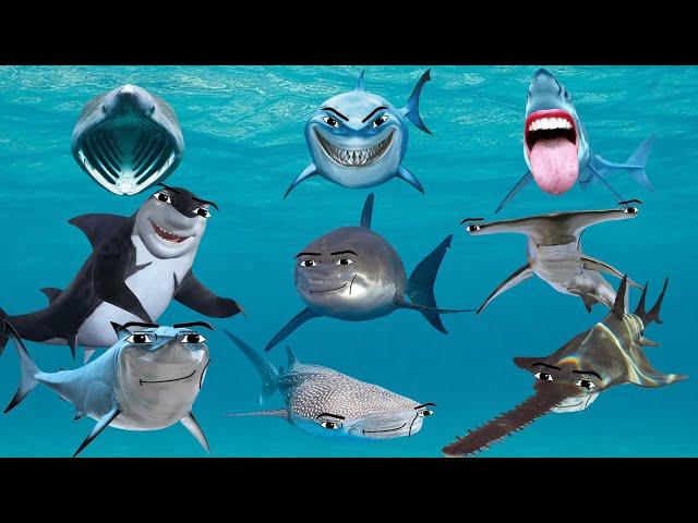 All Shark Gegagedigedagedago Compilation